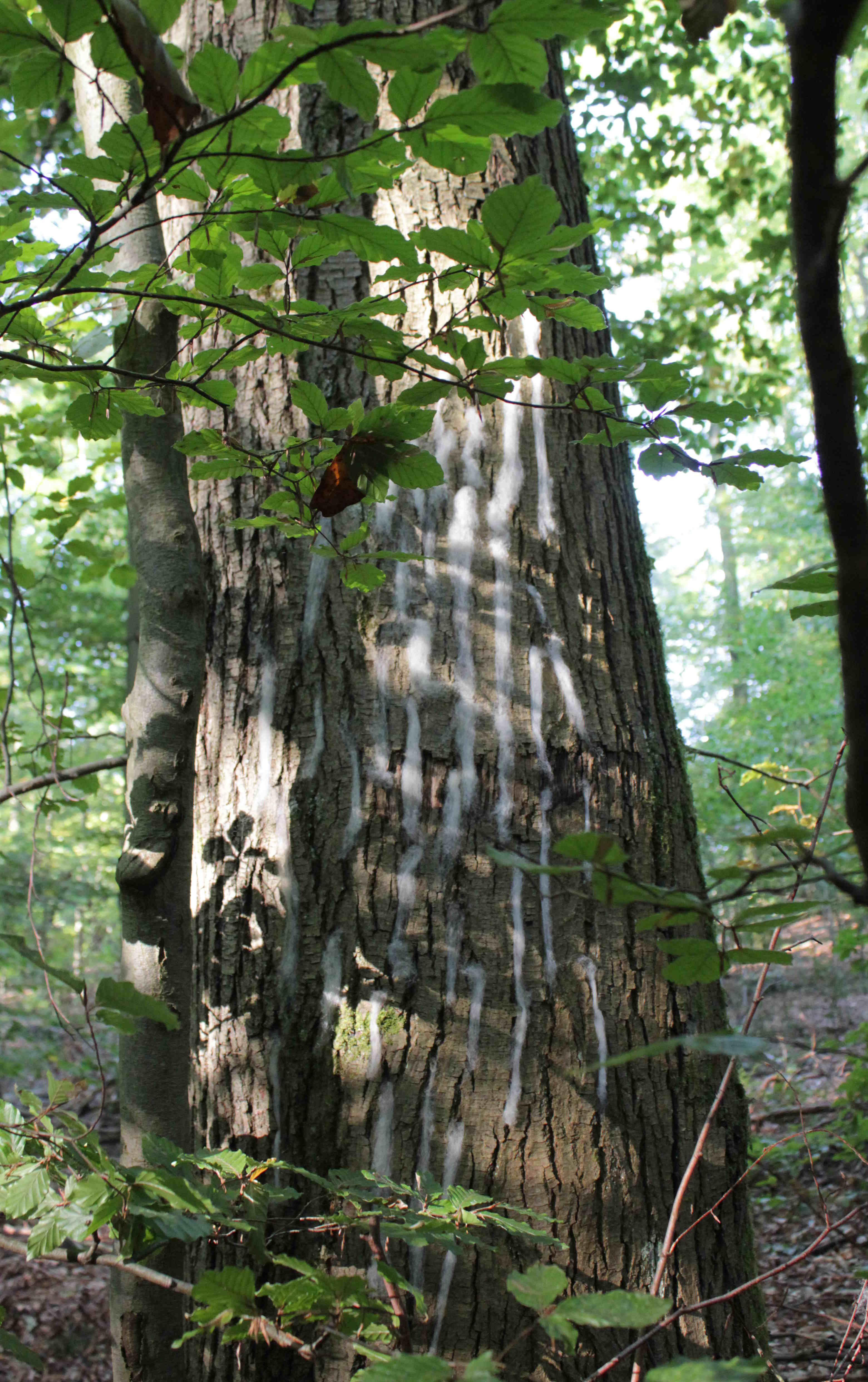 Spuren am Baum